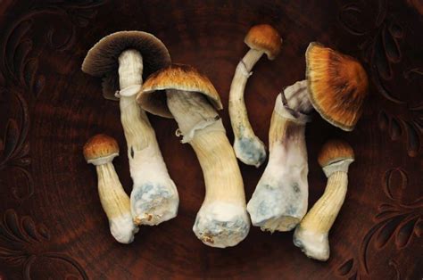 psilocybin mushroom strains list